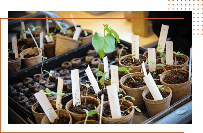 Seedlings in Plant Pots